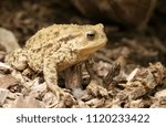 A large cute Common Toad (Bufo Bufo) hunting for food on the ground in the UK.