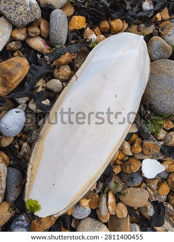 Large cuttlebone of a common cuttlefish, Sepia officinalis, washed ashore on a rocky beach in France. Internal calcareous shell of a marine cephalopod among pebbles and seaweed.