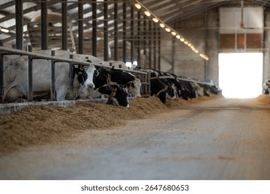 Large dairy barn interior with rows of Holstein cows feeding from troughs. High arched roof with metal beams and a well lit central aisle visible.