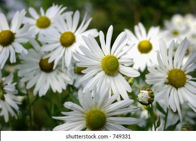 Large daisies in pleasant summer light(much detail in centre heart)