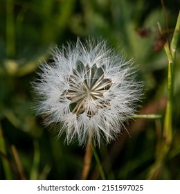 Large Dandelion Close Up From Field In Yellowstone National Park