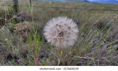 A Large Dandelion In A Montana Field During Summer