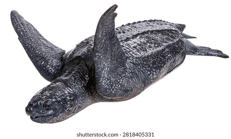 Large dark leatherback sea turtle swimming with flippers extended