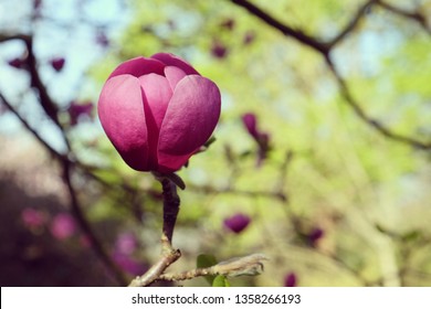 The large  dark pink blossom of magnolia Black Tulip 'Jurmag1'  in the spring sunshine
