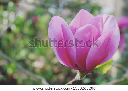 The large  dark pink blossom of magnolia Felix jury 'Jurmag2'  in the spring sunshine