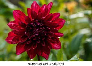 Large dark red dahlia flower blooming in an outdoor flower garden. Raindrops on the petals.