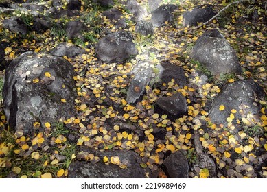 Large dark rocks covered with fallen Aspen leaves during walk through dense Autumn forest. - Shutterstock ID 2219989469