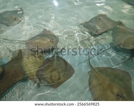 large dark stingrays inside a giant pool at the zoo