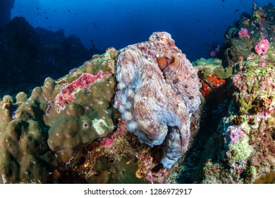 Large Day Octopus on a tropical coral reef (Richelieu Rock) - Shutterstock ID 1286972917