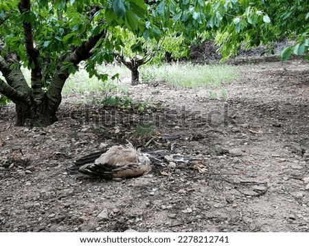 large dead bird, lies in the garden of cherries