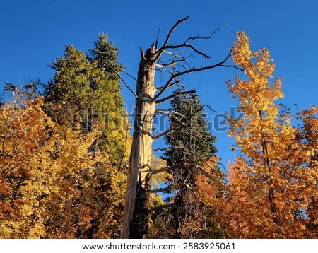 A large, dead and broken tree stands against a dark blue sky, with autumn trees in bright yellows, oranges, and greens around it on Mount Lemmon, Tucson, creating a striking seasonal landscape