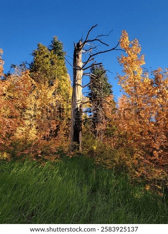 A large, dead and broken tree stands against a dark blue sky, with autumn trees in bright yellows, oranges, and greens around it on Mount Lemmon, Tucson, creating a striking seasonal landscape