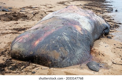 180 Dead Sperm Whale Images, Stock Photos & Vectors | Shutterstock