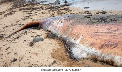 180 Dead Sperm Whale Images, Stock Photos & Vectors | Shutterstock