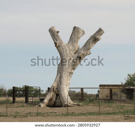 Large dead tree that used to have branches and leaves has been trimmed down due to insects killing the tree. It is now just a large yard decoration. 