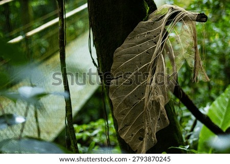 A large decaying leaf showcases its translucent vein structure, suspended near a bridge walkway in the dense jungle.