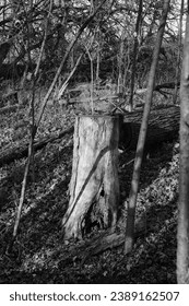 Large decaying tree stump during Autumn.