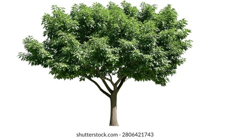 Large deciduous oak tree with dense green foliage and sturdy brown trunk