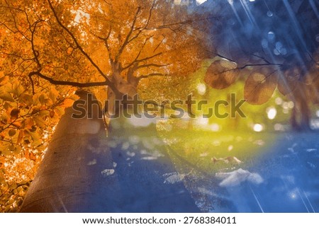 Large deciduous tree trunk is rising in low-angle layered autumn illustration showing orange canopy. Upward, treetop, woodland, bokeh, overlay, drizzle, goldenhour