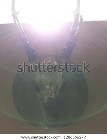 Similar – Image, Stock Photo Wall sculpture deer skull vase with roses