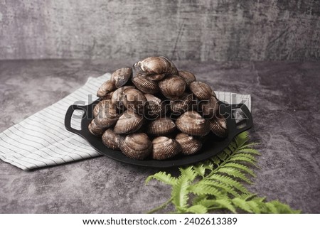 Large and delicious live Korean cockles against a gray background