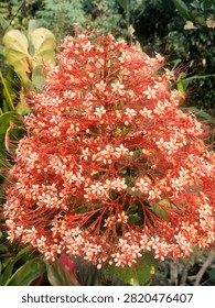 Large dense cluster of tiny bright red flowers growing on woody garden shrub. Floral concept
