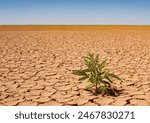 Large desert with dry, cracked and infertile soil due to drought and global warming. A young plant grows in the sand with a blue sky in the background.