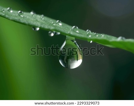 A large dewdrop hangs from the tip of a green leaf. Close up