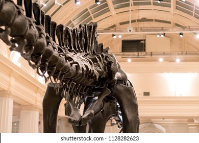 Large Diplodocus Skeleton On Display In A Museum Hall