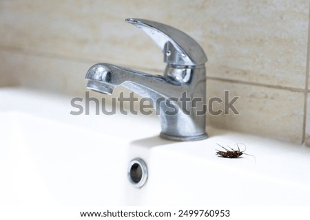 A large, disgusting cockroach next to the tap