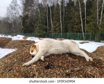 Large Dog Alabai Lies On The Sawdust On The Street In Winter. White And Brown Central Asian Shepherd Dog Is Resting On Tree Bark Mulch