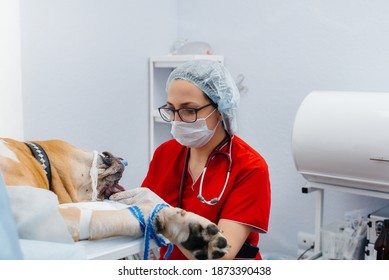 A Large Dog Is Being Prepared For Surgery At A Veterinary Clinic. Anesthesia For The Dog