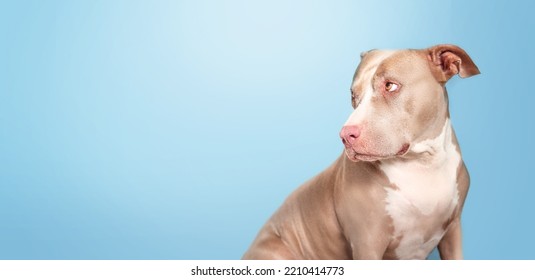 Large dog with blue background. Side profile of senior dog looking guilty sad or ashamed. Side profile of 10 years old female American Pitbull terrier, silver fawn color. Selective focus. Copy space.