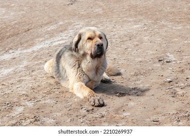 Large Dog Breed Alabai Close-up.