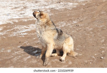 Large Dog Breed Alabai Close-up.