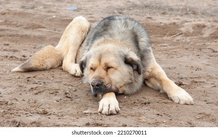 Large Dog Breed Alabai Close-up.