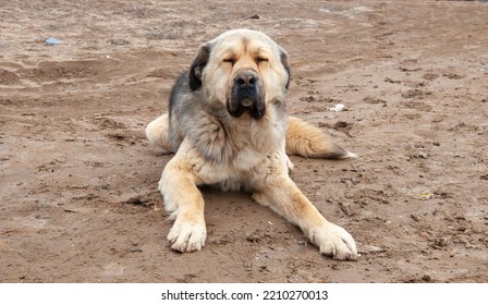 Large Dog Breed Alabai Close-up.