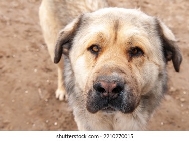 Large Dog Breed Alabai Close-up.