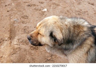 Large Dog Breed Alabai Close-up.