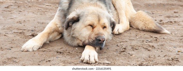 Large Dog Breed Alabai Close-up.