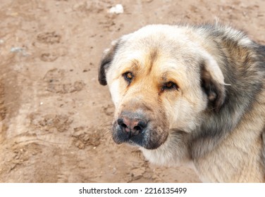 Large Dog Breed Alabai Close-up.