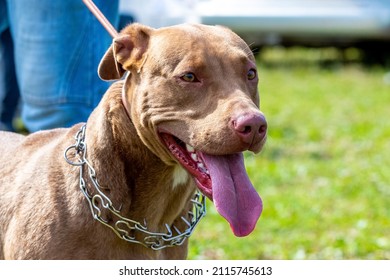 Large Dog Breed American Pit Bull Terrier On A Leash Near His Master