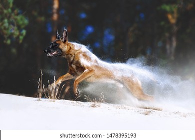A large dog of breed Malinois runs in the sand, dispelling grains of sand