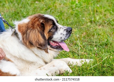 Large dog breed moscow watchdog with open mouth lying on the grass