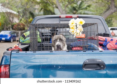 Large Dog In A Cage On The Back Of A Truck.