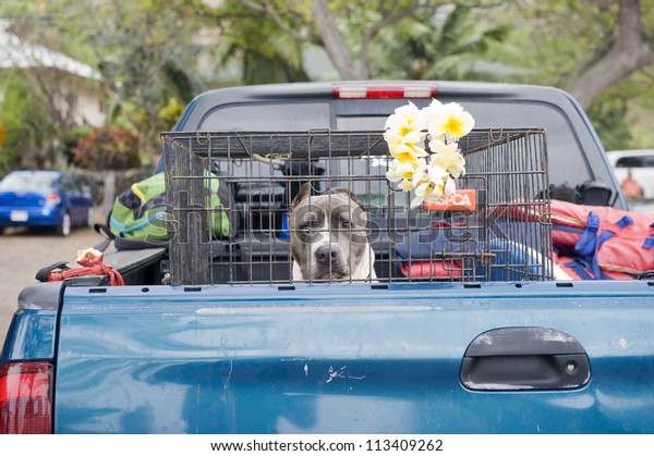 dog cage for truck