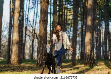 A Large Dog Drags A Pet Owner Into The Park. A Woman Walks With Her Black Labrador Outdoors. Funny Moments During The Walk.