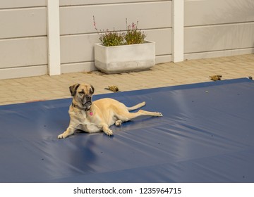 A Large Dog Lies On A Blue Safety Cover For A Residential Swimming Pool Image With Copy Space In Landscape Format