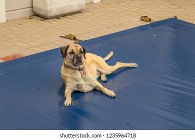 A Large Dog Lies On A Blue Safety Cover For A Residential Swimming Pool Image With Copy Space In Landscape Format