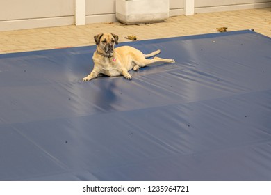 A Large Dog Lies On A Blue Safety Cover For A Residential Swimming Pool Image With Copy Space In Landscape Format